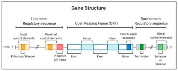 What is the role of a gene promoter?