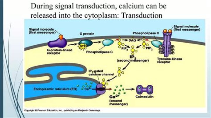 What is the role of calcium ions in signal transduction?