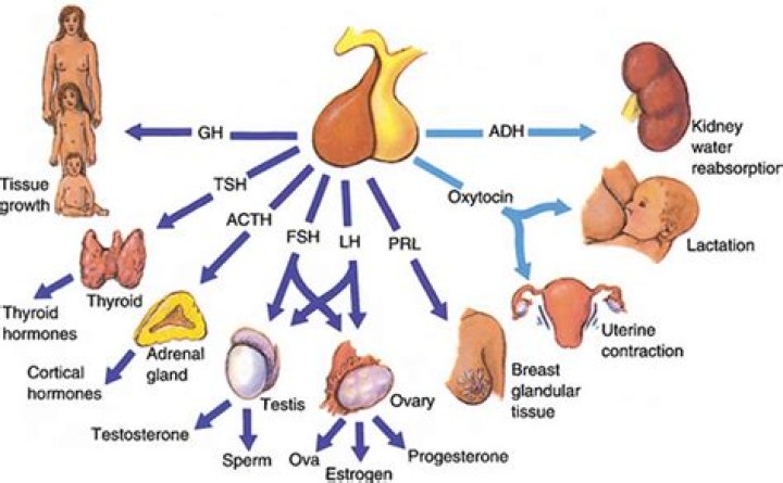 What is the role of follicle stimulating hormone?