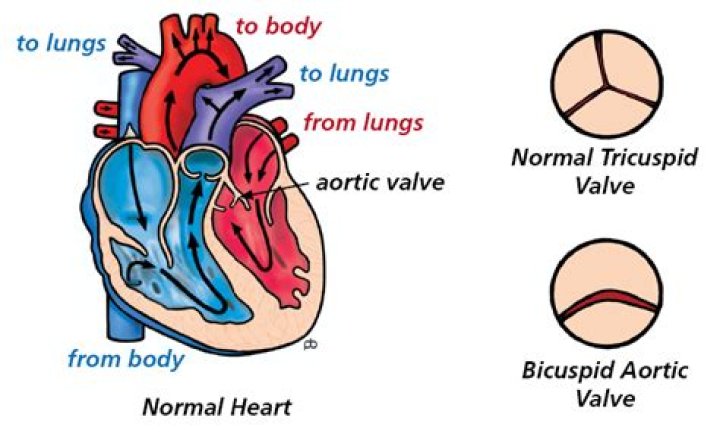 What is the role of the bicuspid valve in the heart?