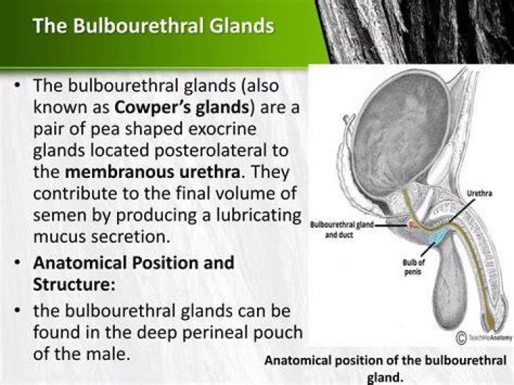 What is the role of the Bulbourethral gland?