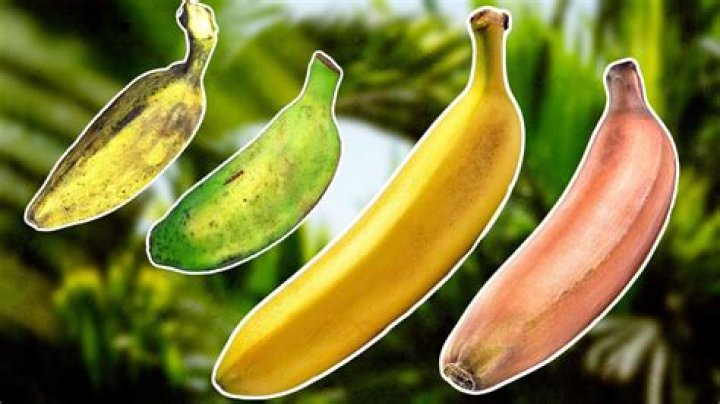 What is the scientific name of bananas?