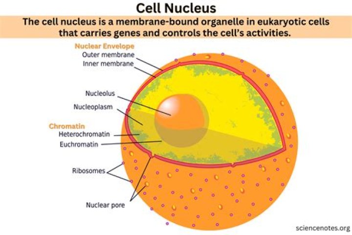 What is the semi fluid portion found inside the nucleus?