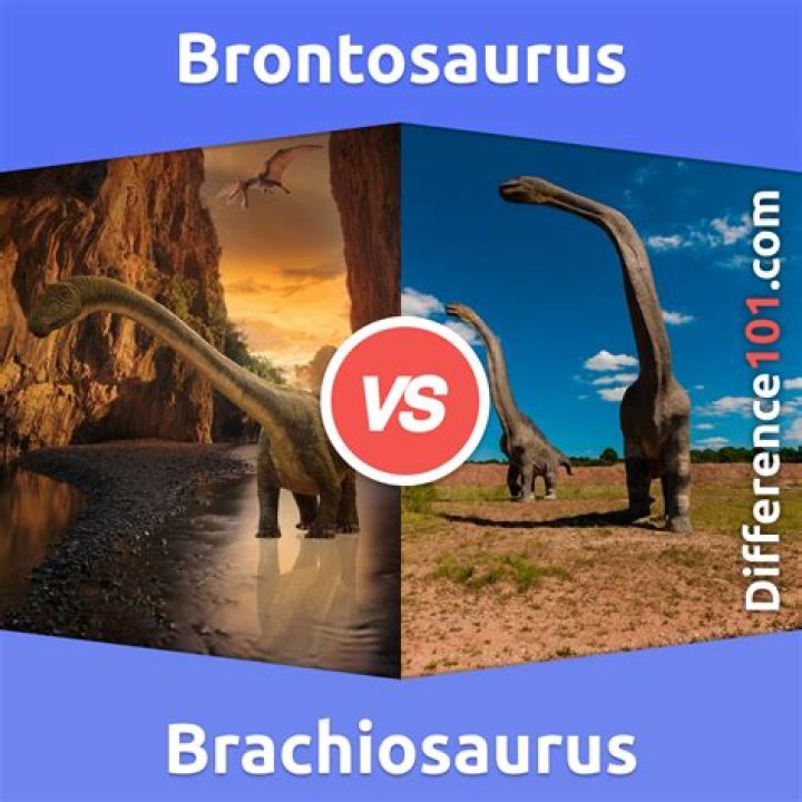 What is the size of a brachiosaurus?