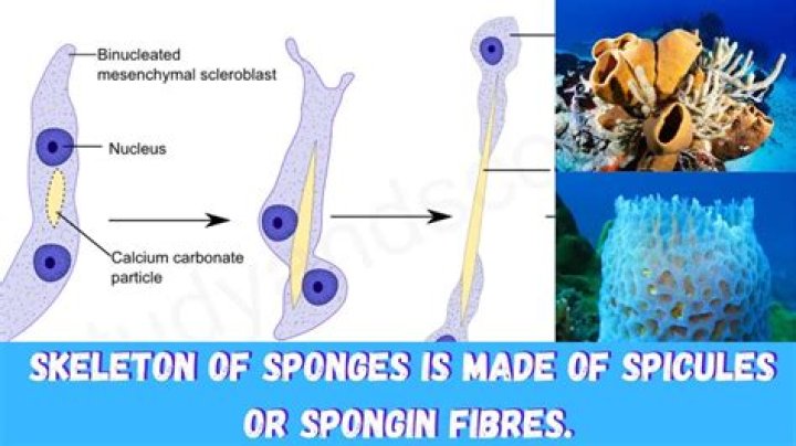What is the skeleton of a sponge made of?