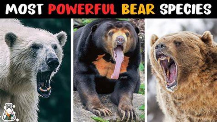 What is the strongest bear in the world?