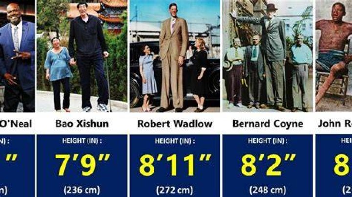 What is the tallest a human can grow?