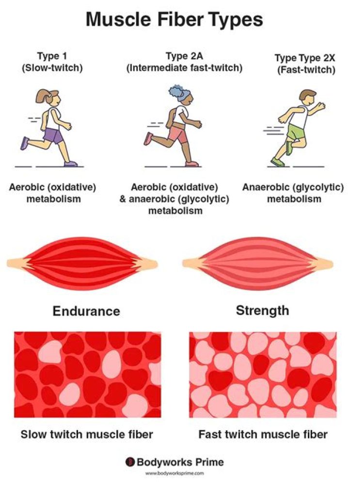 What is the term that means within the muscle?