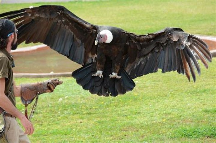 What is the third largest bird in the world?