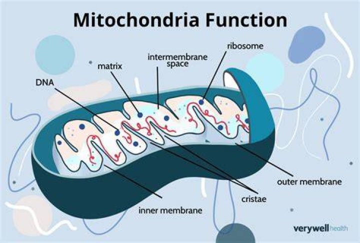 What is the work of mitochondria?