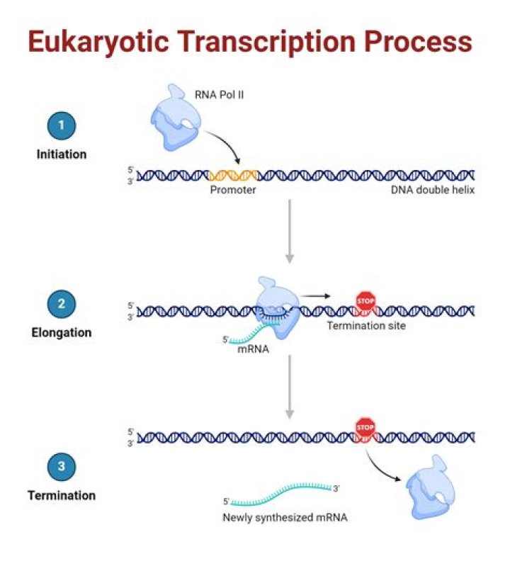 What is transcription in short?