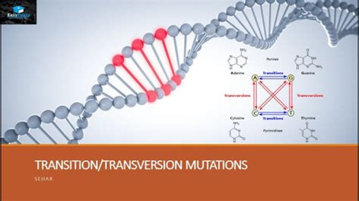 What is Transversion and transition?