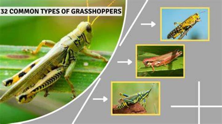 What is unique about grasshoppers?