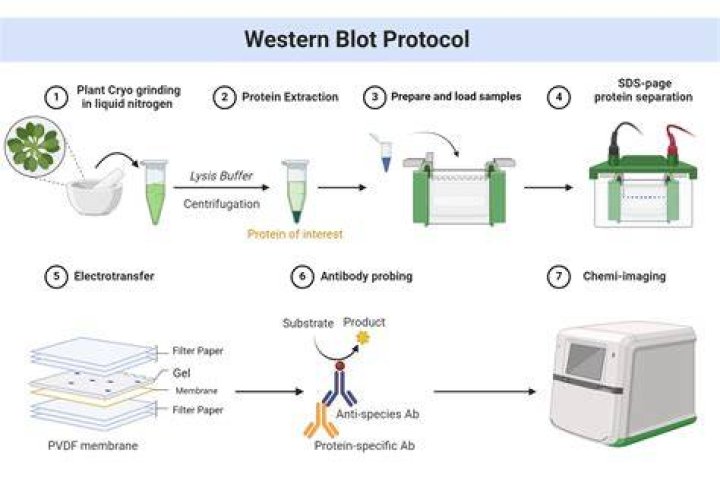 What is Western blot used to detect?