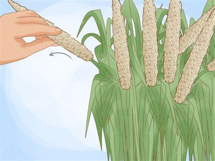 What is white millet? | ContextResponse.com