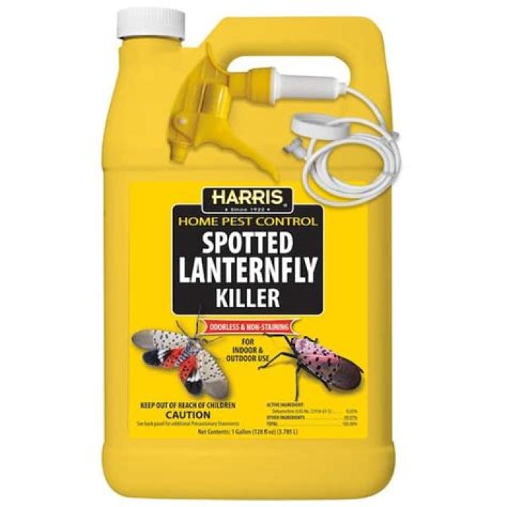 What kills spotted Lantern flies?