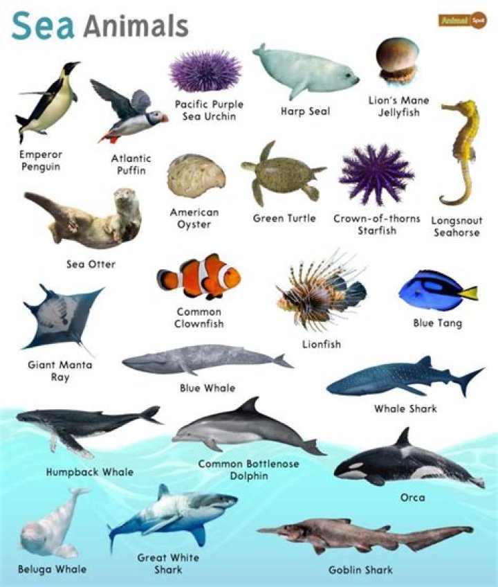 What kind of animals are in Bahamas?