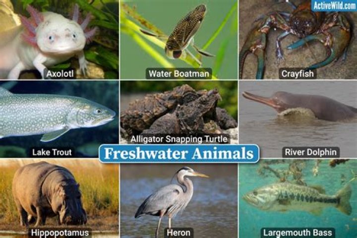 What kind of animals live in the freshwater?