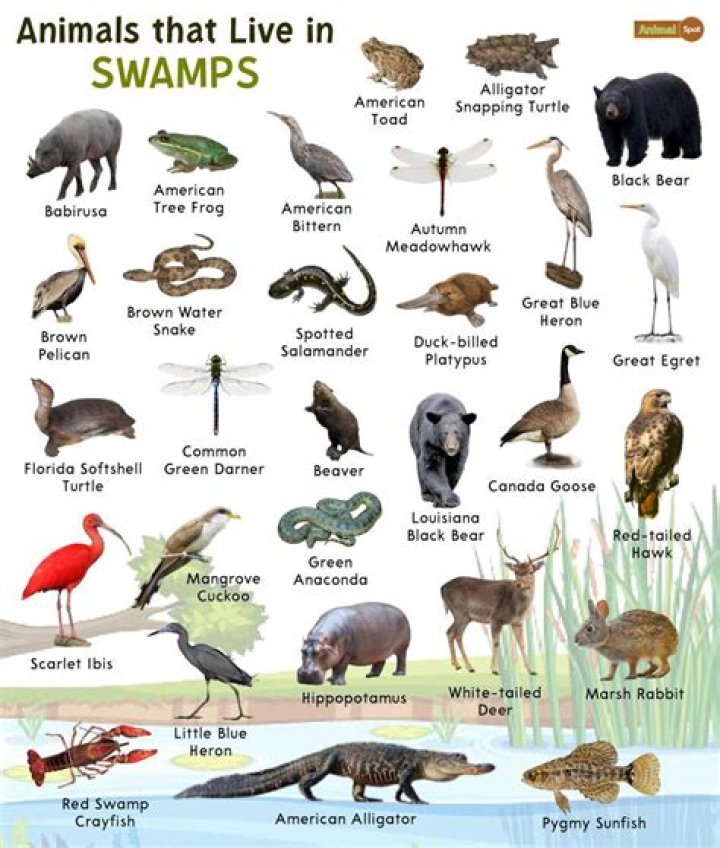What kind of animals live in the swamp?