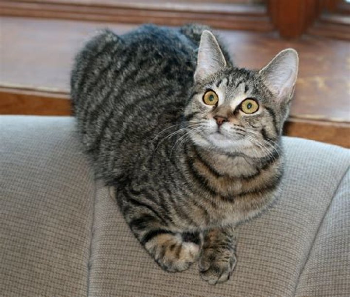 What kind of cat do I have GREY?