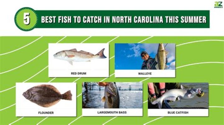 What kind of fish can you catch in Bodega Bay?