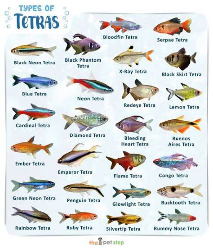What kind of fish is a tetra?