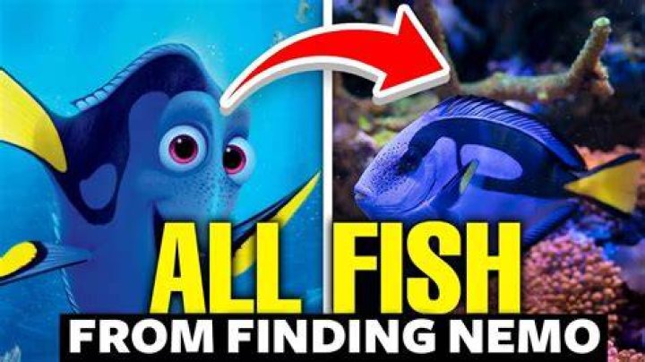 What kind of fish was Gill in Finding Nemo?