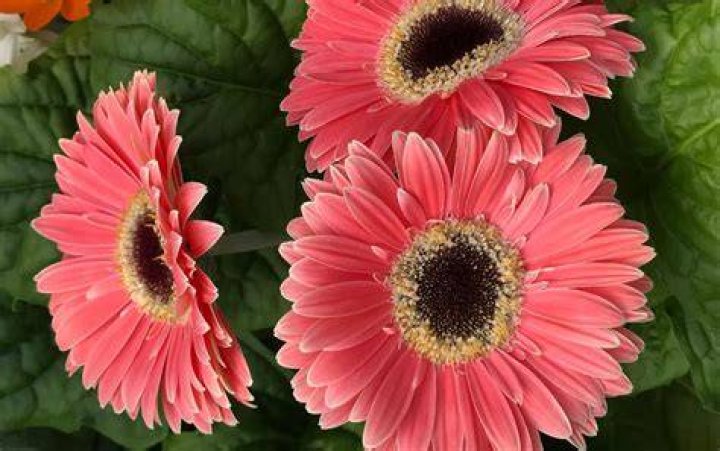 What kind of flower is a gerbera?