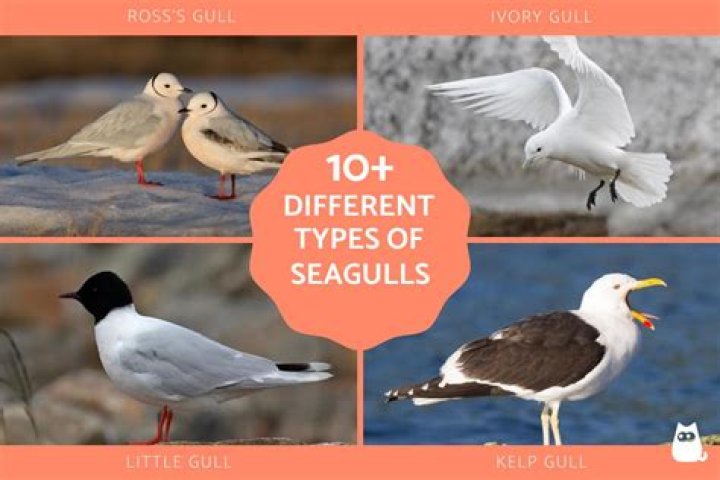 What kind of seagulls are in Florida?