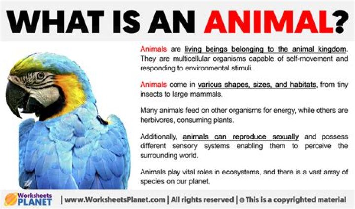 What makes an animal an animal?