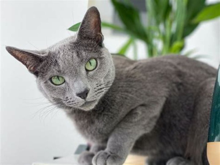 What makes Russian blue cats hypoallergenic?