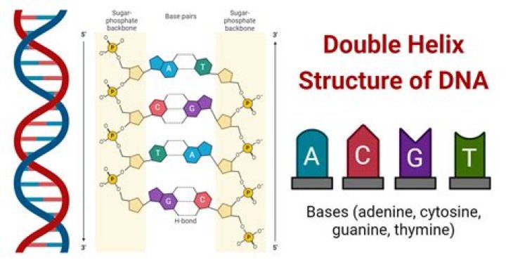 What makes up the rungs of the double helix?