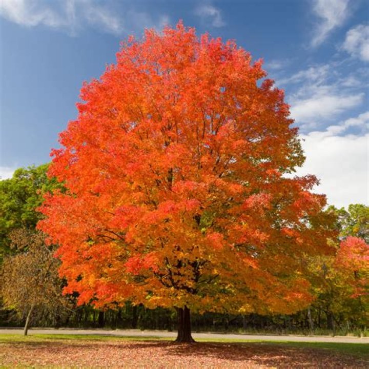 What maple tree turns bright red in the fall?