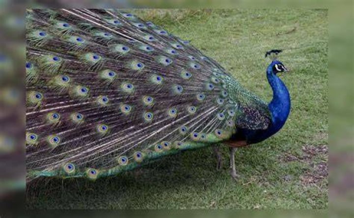 What month do Peacocks shed their feathers?