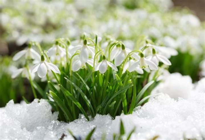 What month do you plant snowdrop bulbs?