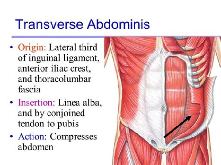 What muscles help form the abdominal girdle?