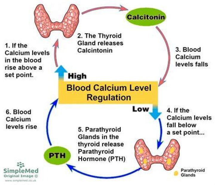 What must calcitonin do to lower calcium levels in the blood?