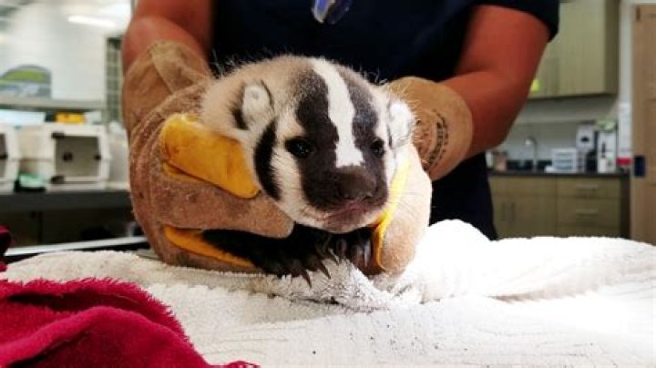 What noise do baby badgers make?