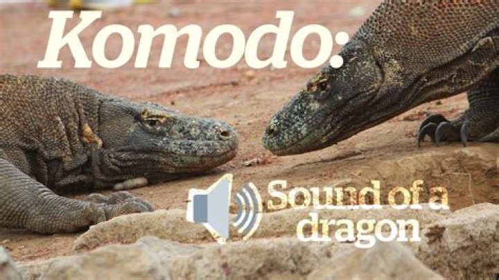 What noise do Komodo dragons make?