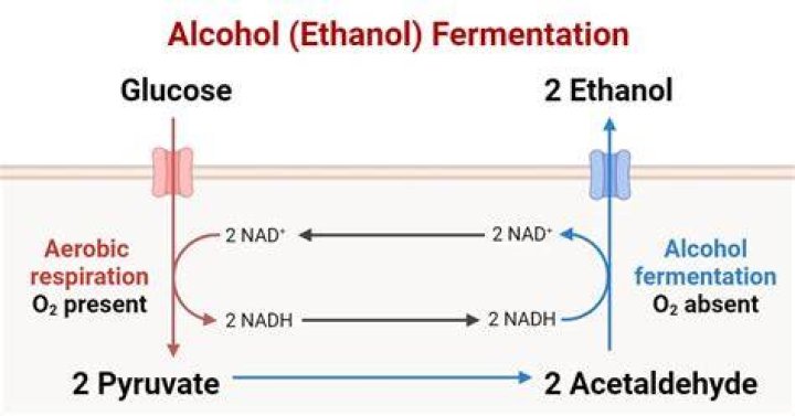 What organisms can perform ethanol fermentation?