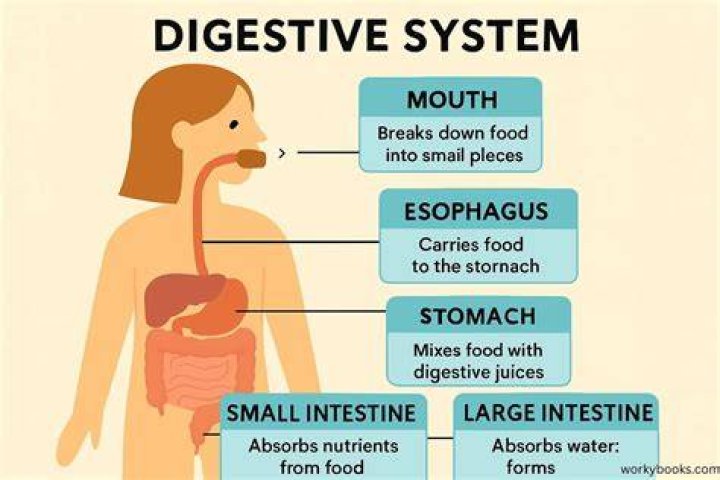 What organs does food pass through in the digestive system?