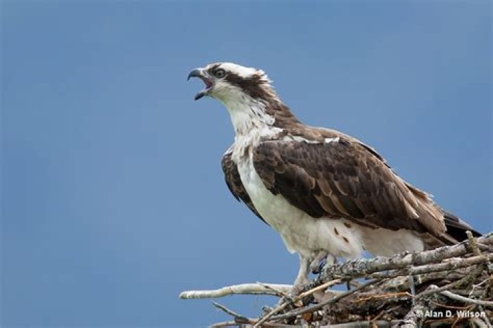 What Osprey sounds like?