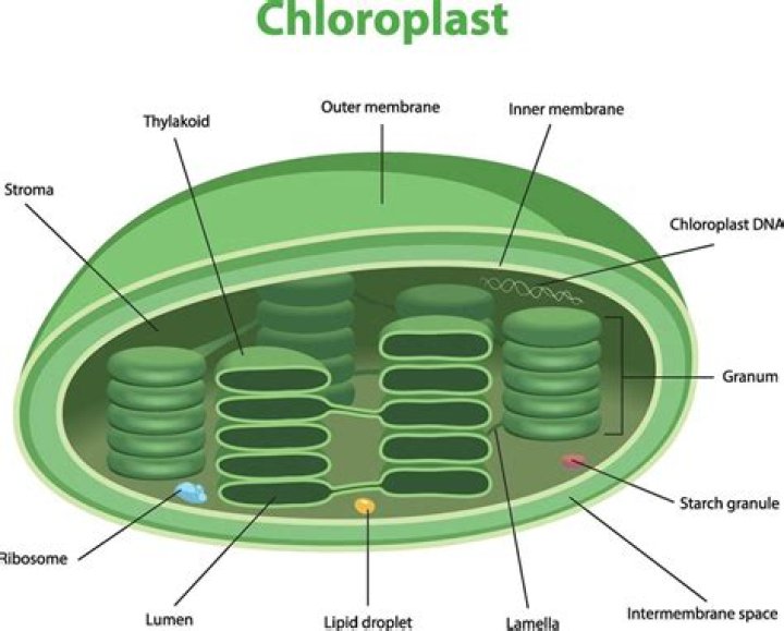 What other organelles does the chloroplast work with?