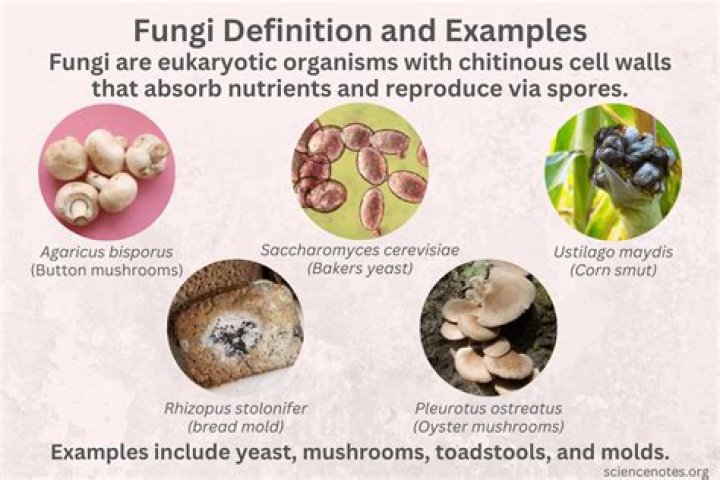 What other ways are fungi useful to humans?