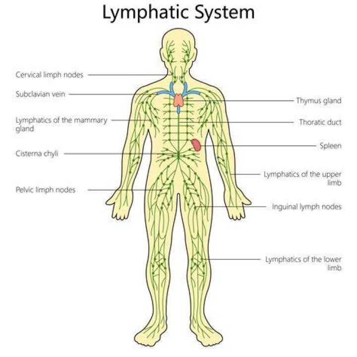 What parts are in the lymphatic system?