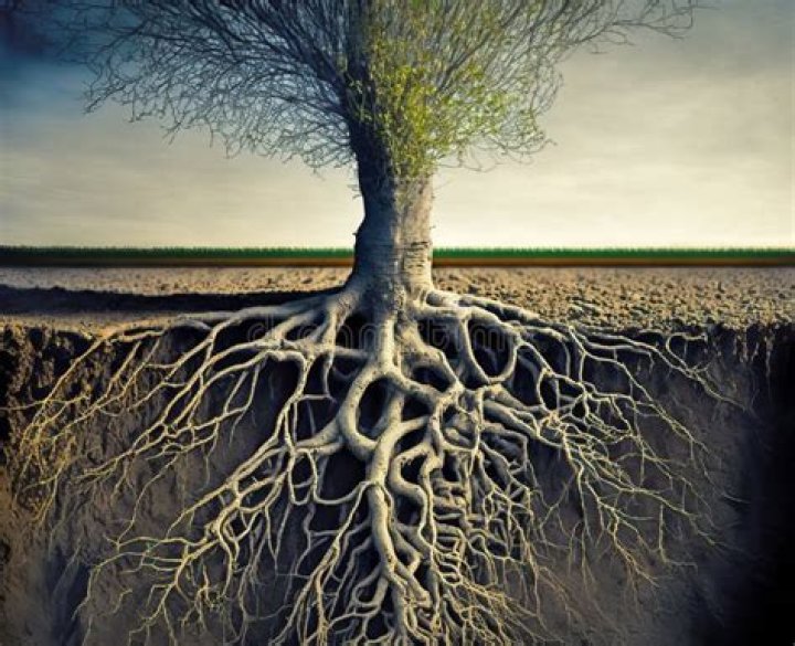 What percentage of a tree is alive?