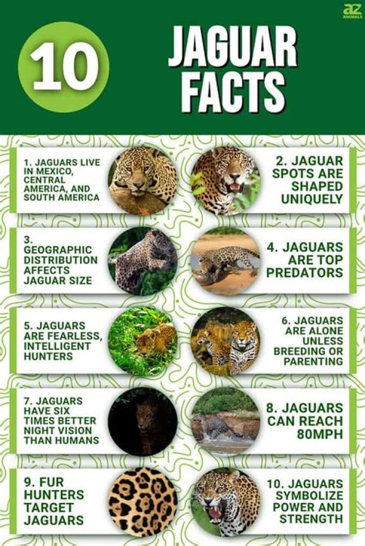 What percentage of jaguars are black?