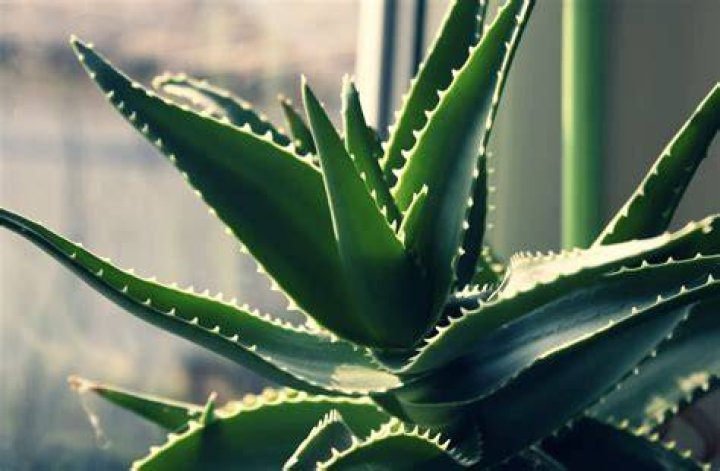 What plant looks like an aloe vera plant?