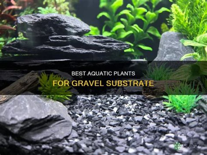 What plants can grow in gravel?