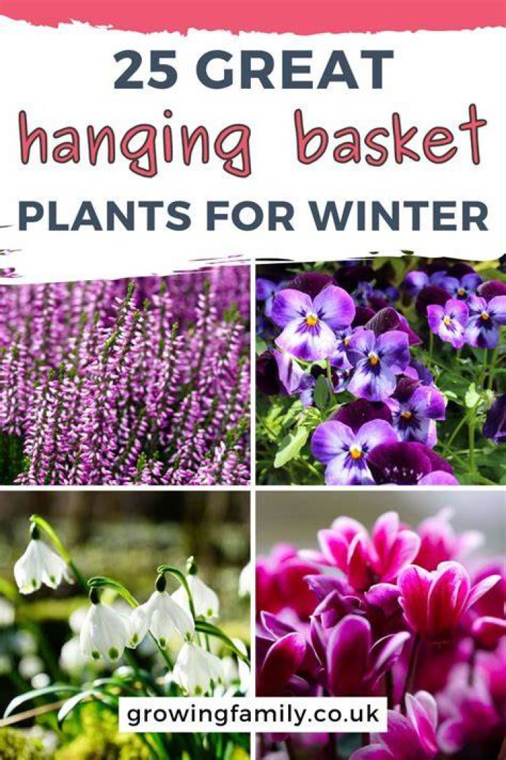 What plants can I put in hanging baskets for winter?